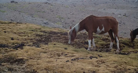 Wild horses in the Andes Mountains of Chile 스톡 동영상 126992753