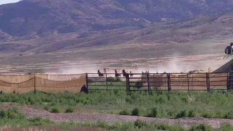 Wild horses are rounded up by helicopter. Stock Footage 74800366