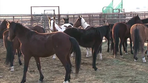 Wild horses are rounded up using helicopters. Stock-Footage 46053252