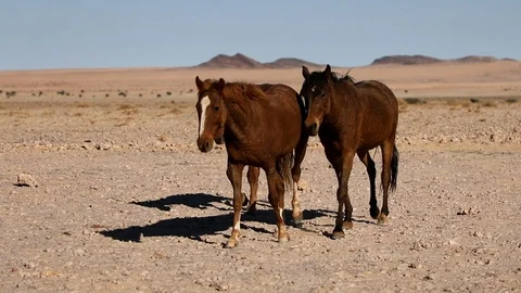 WILD HORSES OF AUS Stock Footage 104922469