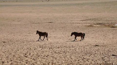 WILD HORSES AUS NAMIBIA Stock Footage 104922141