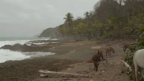 Wild horses at the beach by the Darien Gap Stock Footage 148228437