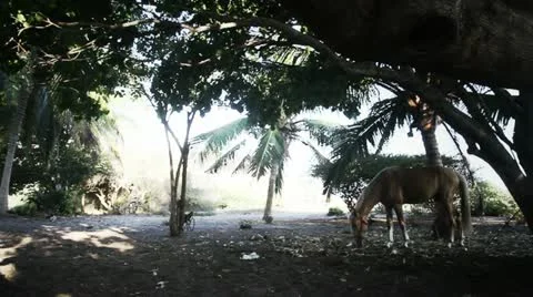 Wild Horses on Beach Stock Footage 12317531