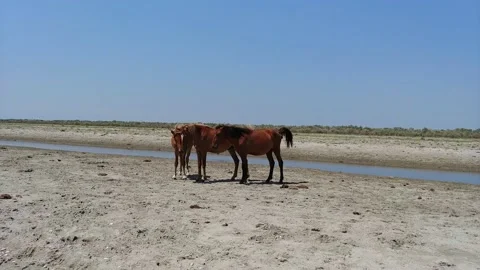 Wild horses on beach Stock Footage 138595097