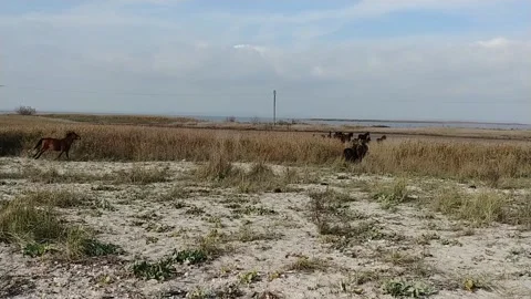 Wild horses on beach Stock Footage 150737020