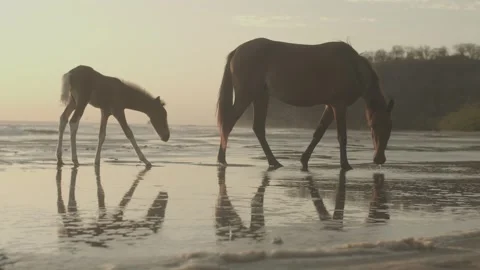 Wild Horses on Beach Stock Footage 271665680