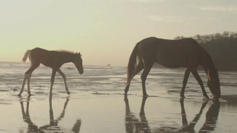 Wild Horses on Beach Stock Footage 271665717