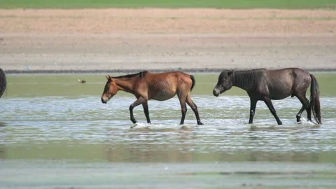 Wild horses cool off in a Mongolian steppe - Animal Behavior and Open Grassland Stock Footage 339715560