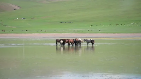 Wild horses cool off in a Mongolian steppe - Health Behavior and Animal Cooling 動画素材 339715592