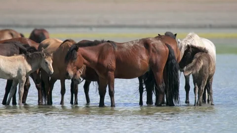 Wild horses cool off in a Mongolian steppe - Natural Hygiene and Wildlife Scene Stock Footage 339715711