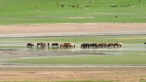 Wild horses cool off in a Mongolian steppe - Ecosystem Balance and Serene Scene 動画素材 339715727