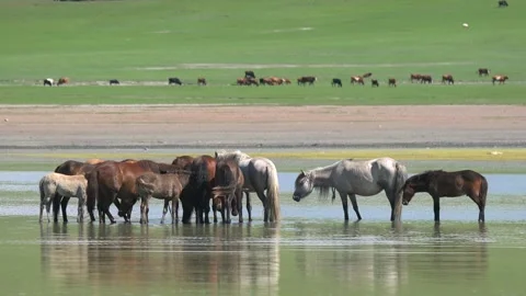 Wild horses cool off in a Mongolian steppe - Animal Cooling and Freshwater Lake Stock Footage 339715795