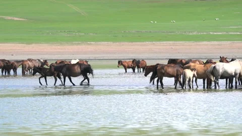 Wild horses cool off in a Mongolian steppe - Freshwater Lake and Wildlife Scene Stock Footage 339715815