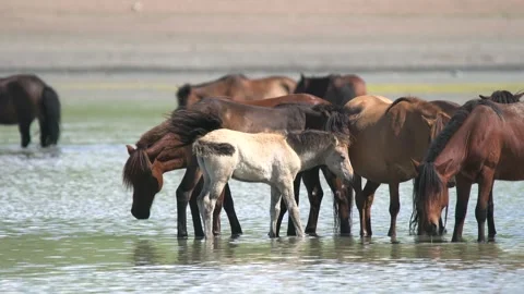 Wild horses cool off in a Mongolian steppe - Open Grassland and Freshwater Lake Stock Footage 339715889
