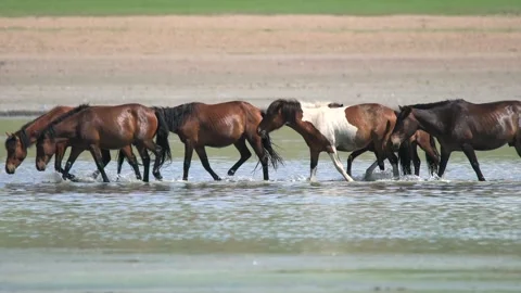 Wild horses cool off in a Mongolian steppe - Open Grassland and Animal Instinct Stock Footage 339715925