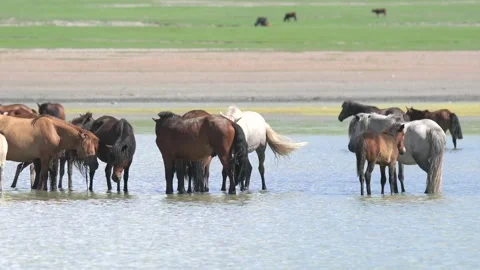 Wild horses cool off in a Mongolian steppe - Animal Instinct and Wildlife Scene Stock Footage 339718636