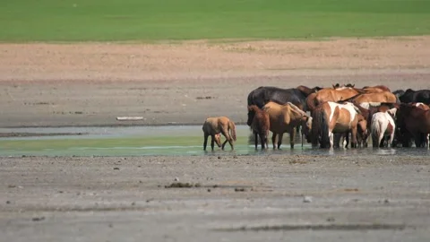 Wild horses cool off in a Mongolian steppe - Nomadic Landscape and Serene Scene Stock Footage 339718669