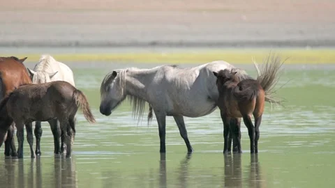 Wild horses cool off in a Mongolian steppe lake - Equine Herd and Water Bathing Stock Footage 339718672
