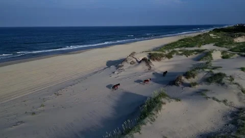 Wild Horses of Corolla Walking Through Sand Dunes – Aerial 4K Stock Footage 314400272