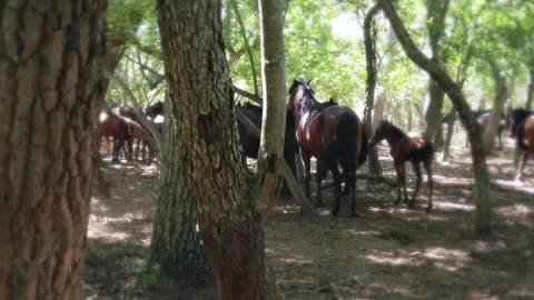 Wild horses in the deep forest Stock Footage 202205582