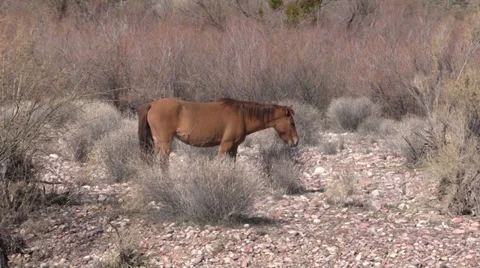 Wild Horses in the Desert Stock-Footage 34255698