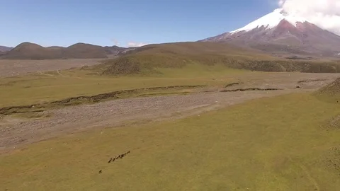 Wild Horses in the Distance in front of Cotopaxi Stock Footage