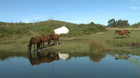 Wild horses drinking in pond Stock Footage 272558