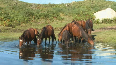 Wild horses drinking in pond Stock Footage 331294