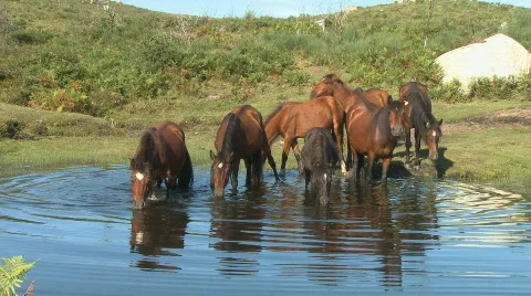 Wild horses drinking in pond Stock Footage 457100