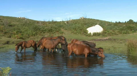 Wild horses drinking in pond Stock Footage 467934