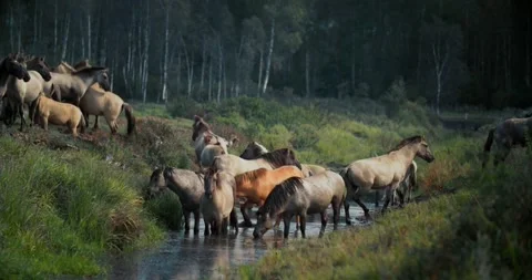 Wild horses drinking from a stream in a lush green forest. Stock Footage 296856187