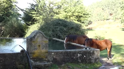 Wild horses drinking water in a mountain tank. Peneda Gerês National Park Stock Footage 252944742