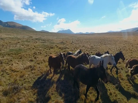 Wild Horses from a drone Stock Footage 73482114