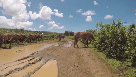 Wild Horses on Easter Island Rapa Nui 3 Video stock 83864026