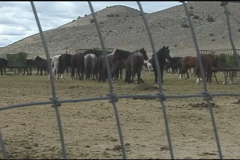 Wild Horses (Equus caballus) Stock Footage 121499802