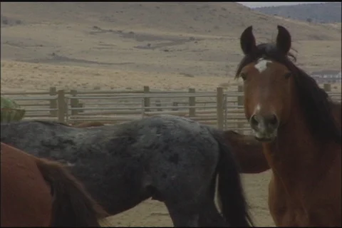 Wild Horses (Equus caballus) Stock Footage 121500375