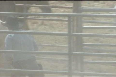 Wild Horses (Equus caballus) Stock Footage 121501802