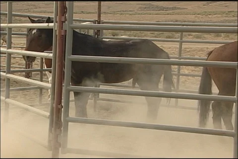 Wild Horses (Equus caballus) Stock Footage 121502608