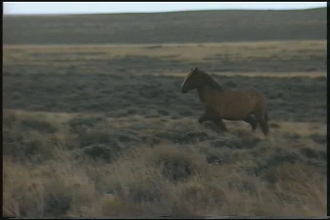Wild Horses (Equus caballus) Stock Footage 121506696