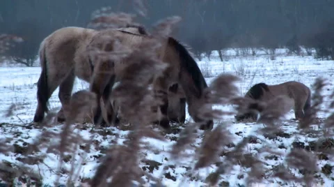 Wild Horses in the Field Stock Footage 2197228