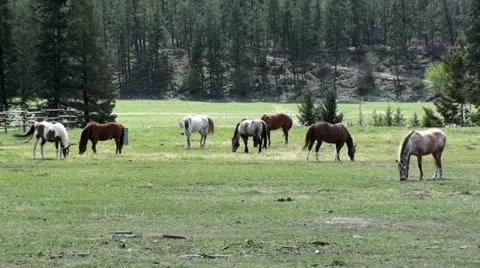 Wild Horses in Field Stock Footage 12651029