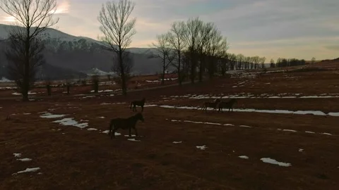 Wild Horses In Field Stock-Footage 151033258