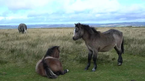 Wild horses in a field on a mountain Stock-Footage 289065377
