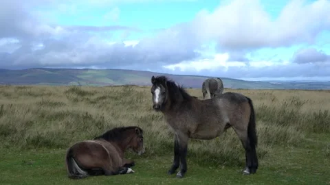Wild horses in a field on a mountain Stock-Footage 289065501