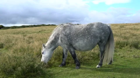 Wild horses in a field on a mountain Stock-Footage 289065502