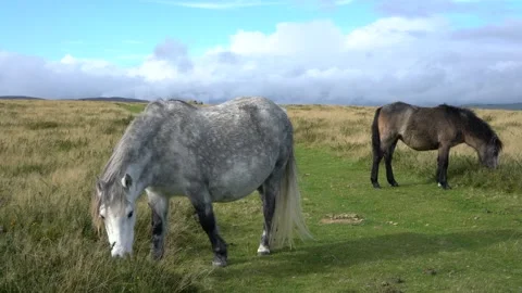 Wild horses in a field on a mountain Stock-Footage 289065572