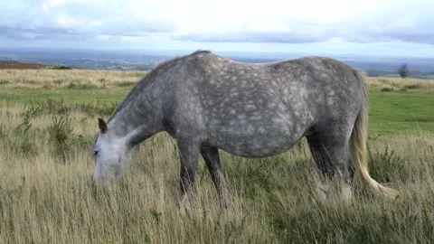 Wild horses in a field on a mountain Stock-Footage 289065828
