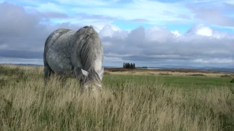 Wild horses in a field on a mountain Stock-Footage 289065880