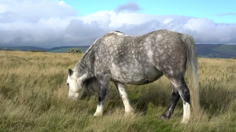 Wild horses in a field on a mountain Stock-Footage 289065960