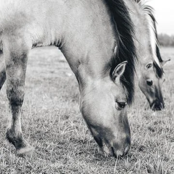 Wild horses in the fields in Wassenaar Stock Photos